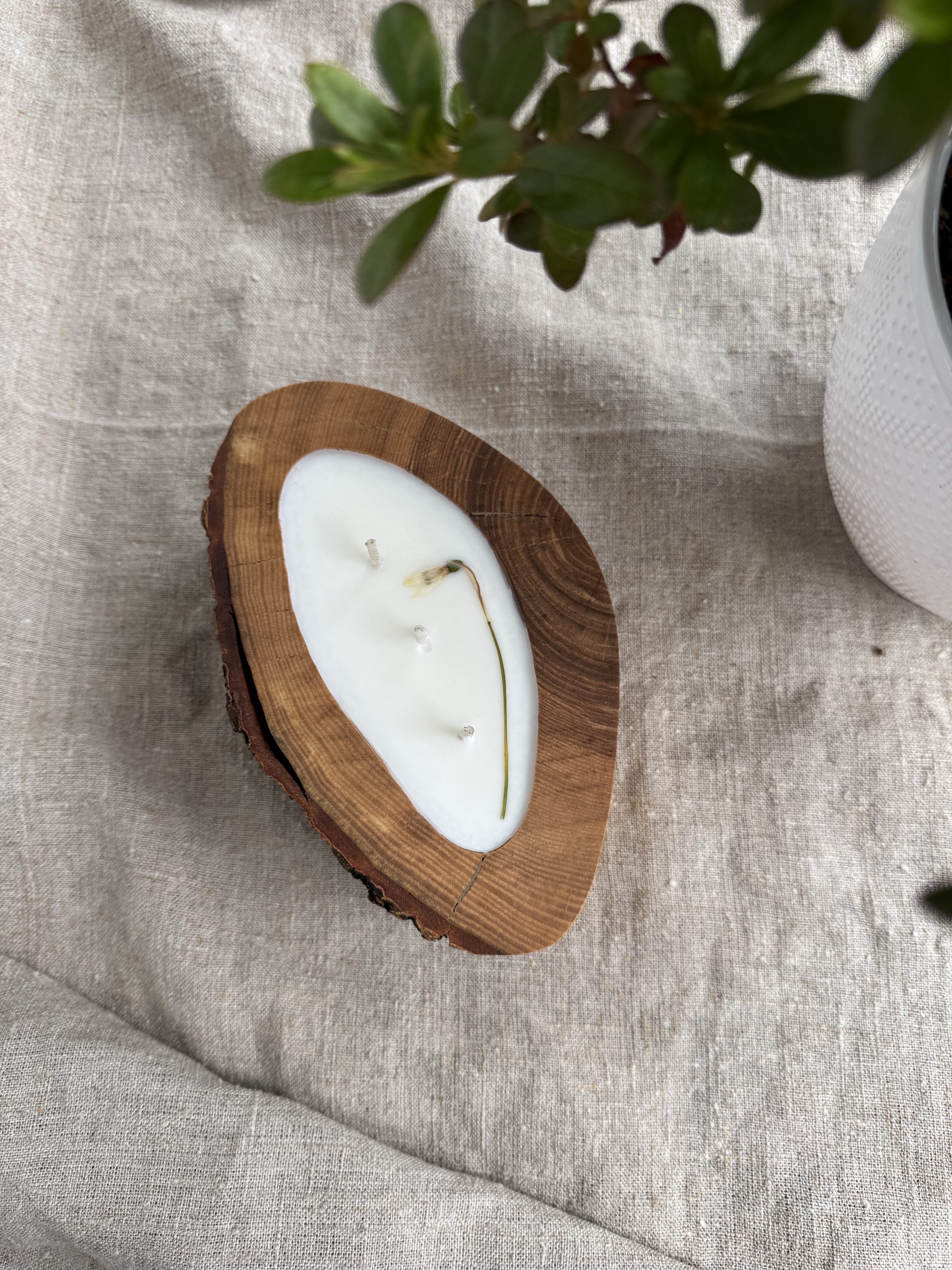 Handmade Siena Elegance soy wax candle in natural aspen wood with three cotton wicks and bark edge